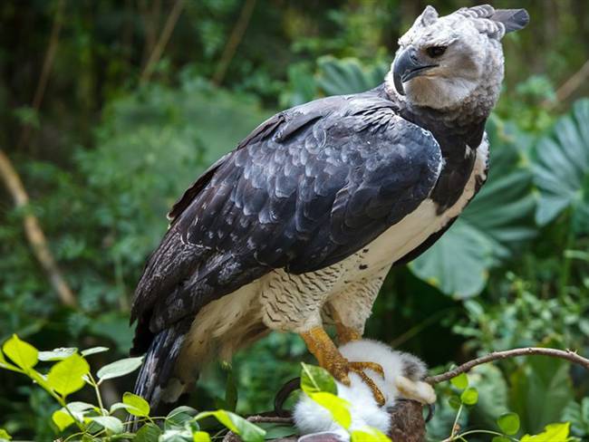 Las águilas arpías se están muriendo de hambre por la deforestación en el Amazonas