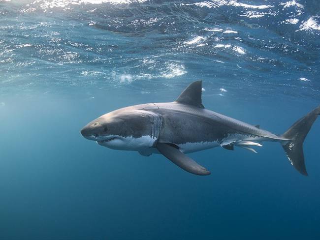 Los tiburones que atacan a surfistas o bañistas tienen una vista tan mala que los científicos han llegado a la conclusión que los confunden con sus presas habituales. Foto: Getty Images