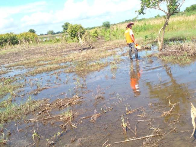 Fuertes lluvias afectan la cosecha y el ganado en Guaimaro, Magdalena