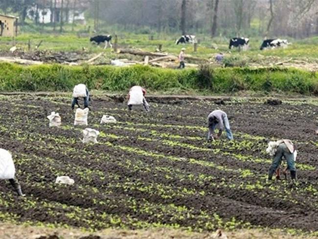 Tras acuerdo con el Ministerio de Agricultura, Boyacá se beneficiará con créditos y reducción de importación de papa a nivel nacional.. Foto: Colprensa
