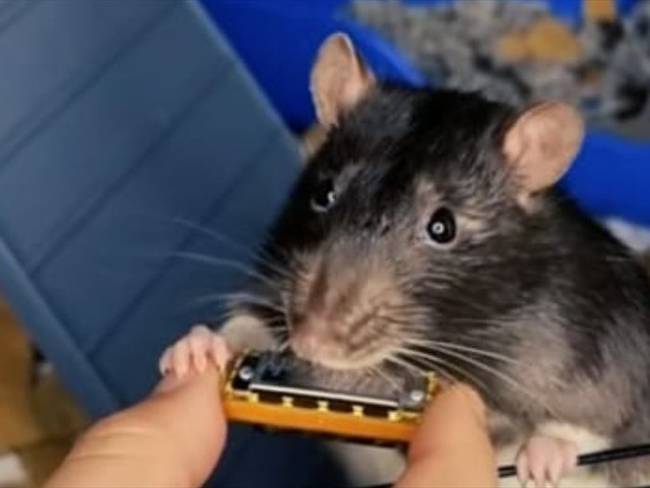 Mr. Blik, la rata que toca la armónica. Foto: @spacecaptainz