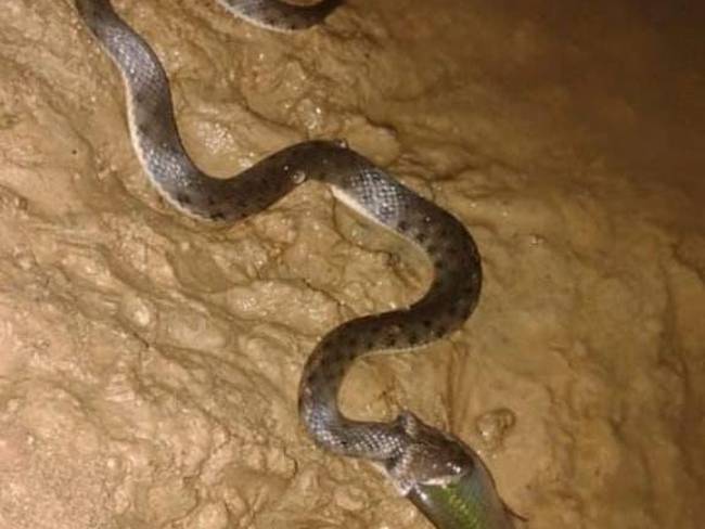 Las inundaciones han incrementado la aparición de serpientes en hogares de Ayapel, Córdoba. Foto: cortesía JAC Sincelejito.