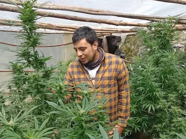 Desde la Secretaría de Agricultura de Boyacá quiere construir la cadena del cannabis. Foto: W Radio.