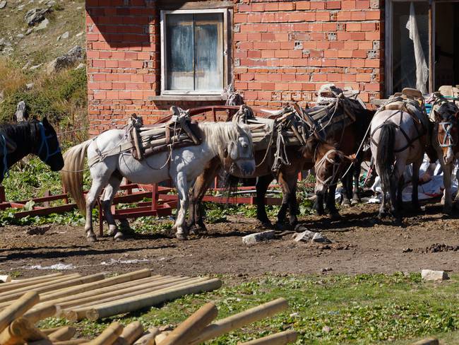 Ambientalistas y animalistas rechazan el fuerte trabajo de burros con gran cantidad de peso durante largas jornadas.