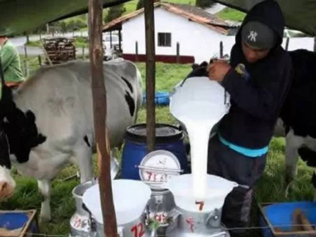 Ganaderos de Norte de Santander manifiestan preocupación por importación de leche. Foto: Colprensa