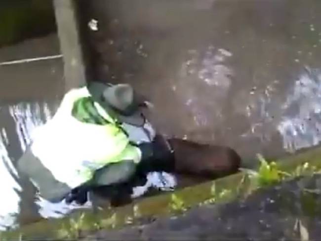 El aullido de un perro que cayó al río Arzobispo alertó a la Policía de Carabineros.. Foto: Captura de video
