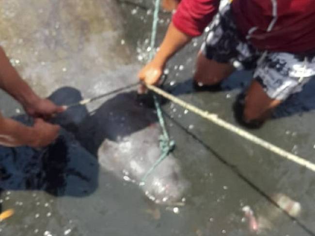El animal había sido reportado como desaparecido hace 4 días una vez ingresó a aguas de la Ciénaga Grande de Santa Marta. Foto: Corpamag