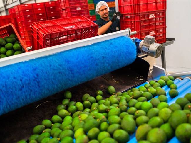Colombia exportó más de 43 toneladas de aguacate Hass para el Super Bowl. Foto: Getty Images