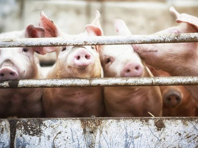 La Asociación Colombiana de Porcicultores ha sido uno de los primeros gremios de la economía en pronunciarse sobre lo que significará para su sector la reforma tributaria. Foto: Getty Images
