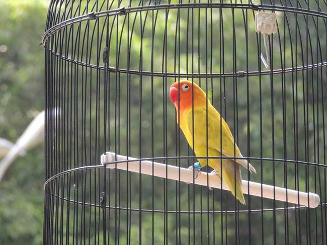 Proyecto para prohibir la tenencia de aves enjauladas fue aprobado en primer debate