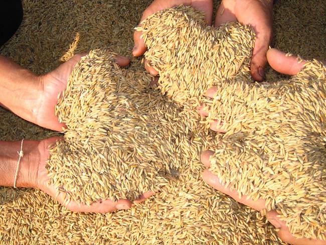 Minagricultura anuncia que incentivo al almacenamiento del arroz se mantendrá para 2020. Foto: Colprensa