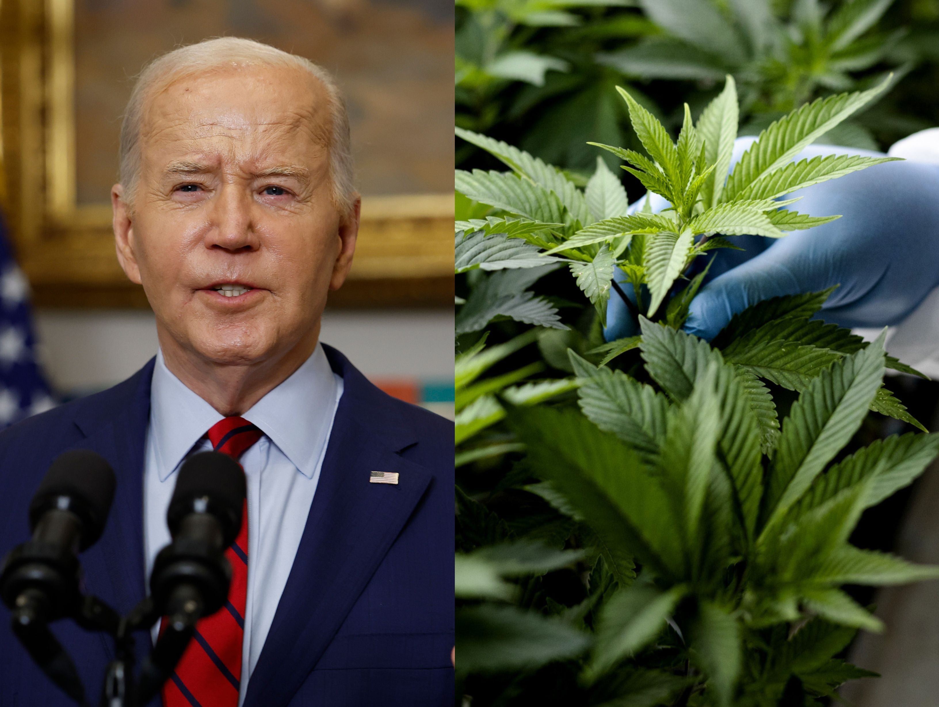 Biden respalda reclasificación de la marihuana como una droga de bajo riesgo en EE.UU.