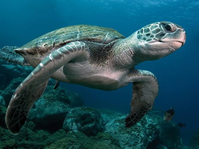Tortugas marinas . Foto: Getty Images