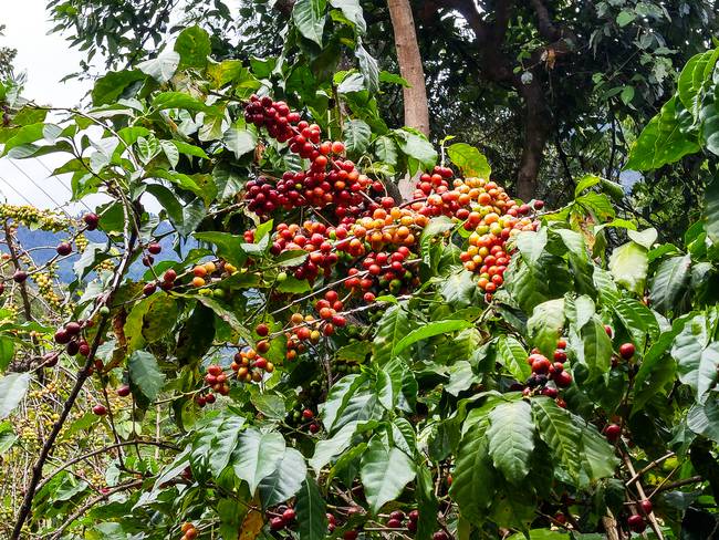 ‘La biodiversidad del banano y el café en el Magdalena depende de la calidad del suelo’:  WWF Colombia