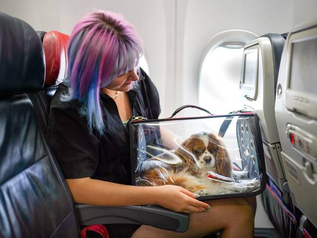 ¿Cuáles son las reglas en Colombia para que mascotas viajen en la cabina del avión?