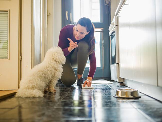 Los trucos para enseñarle a su perro a orinar en un solo lugar. Foto: Getty