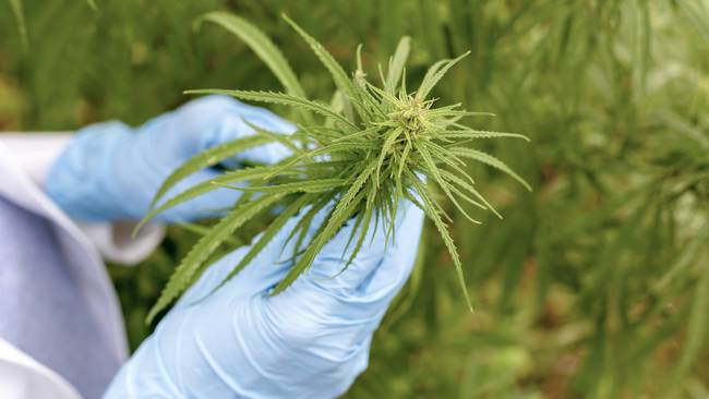 Close-up of cannabis in hands. Research on hemp wearing rubber gloves.