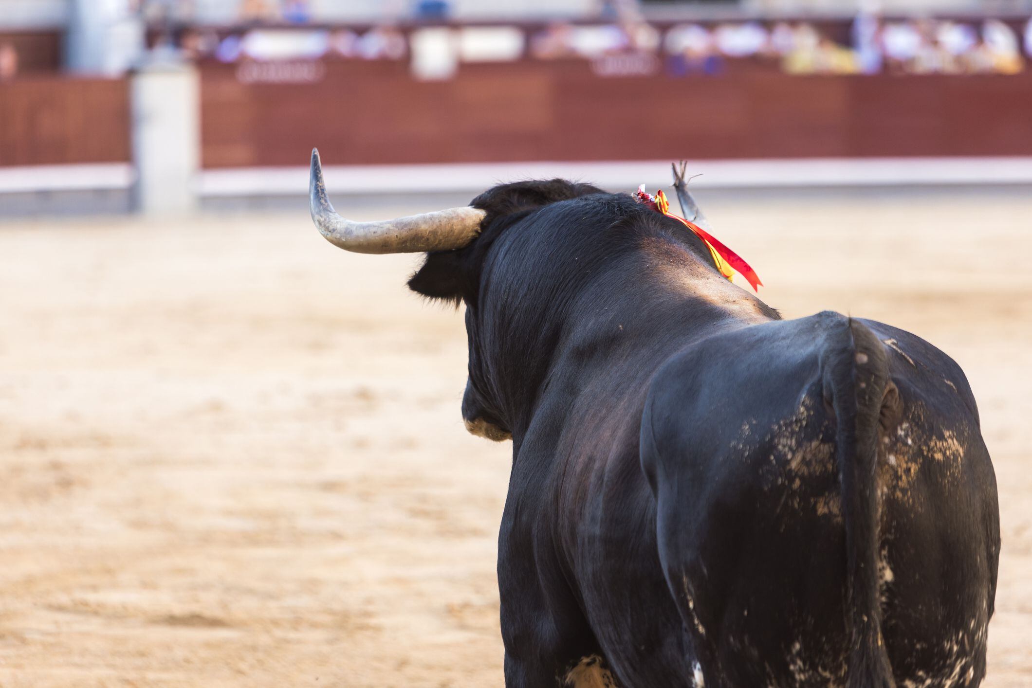 La tortura no se regula, se prohíbe: Juan Carlos Losada por corridas de toros en Colombia