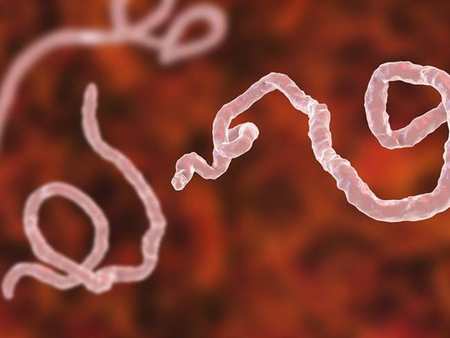 Imagen de referencia del virus del Ébola, similar al de Marburgo. Foto: Getty Images: KATERYNA KON/SCIENCE PHOTO LIBRARY