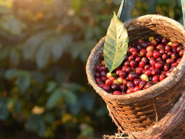 Sigue la recuperación del café en Colombia, su producción durante abril creció 9%. Foto: Getty Images
