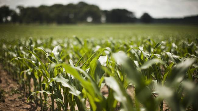 Imagen de referencia de cultivos. Foto: Getty Images