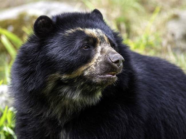 Quisimos incluir al oso andino como sujeto importante en el documental: Isabella Bernal. Foto: Getty Images / PIERRE LONGNUS