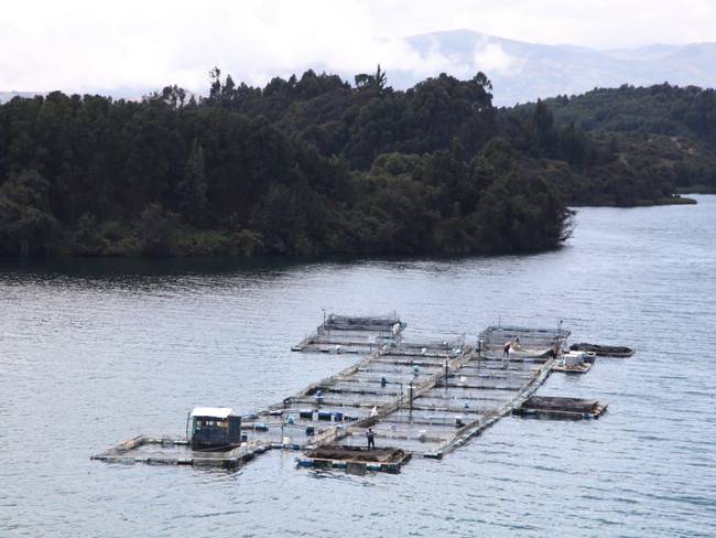 En el lago y su ronda hay presencia de acuicultores, ganaderos, agricultores y hoteleros. Foto: Fedeacua
