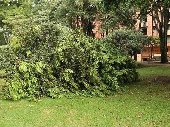 Más de 40 árboles fueron talados en el parque el Virrey. Foto: Jardín Botánico