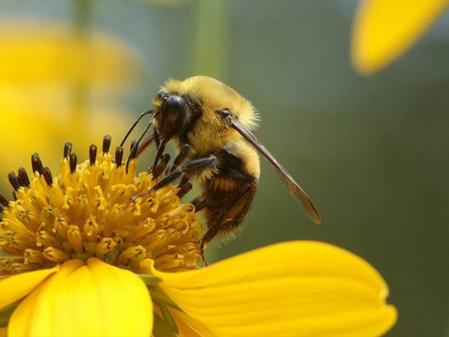 Experto aboga por eliminación del uso del glifosato y para salvar las abejas. Foto: Getty Images