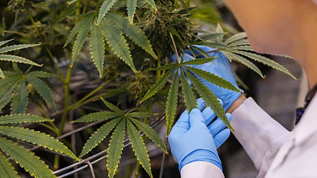 Nuestro país exportará semillas de cannabis a EE. UU. para uso medicinal. Foto: Getty Images