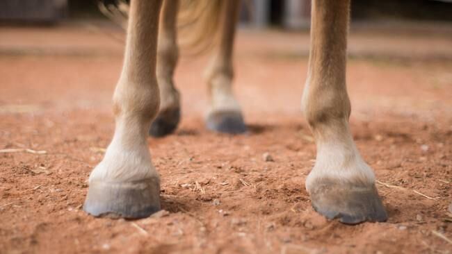 Imagen de referencia de caballo. Foto: Getty Images.
