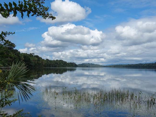 Aprueban moción para preservar el 80% de la cuenca del Amazonas de aquí a 2025. Foto: Getty Images
