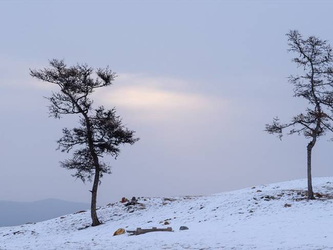 Cuando trepas un árbol de manera regular ya te acostumbras: Alexéi Dudoladov. Foto: Getty Images