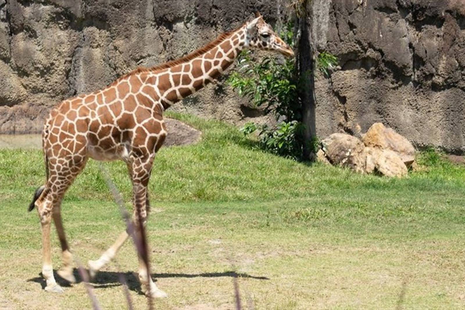 Llegaron las jirafas al Bioparque Ukumaría de Pereira