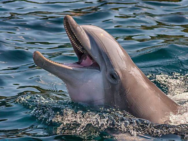 Según explicaron los ambientalistas, el riesgo de pesca de los delfines con dicha resolución era muy alto. Foto: Getty Images / STEFFEN BENZ