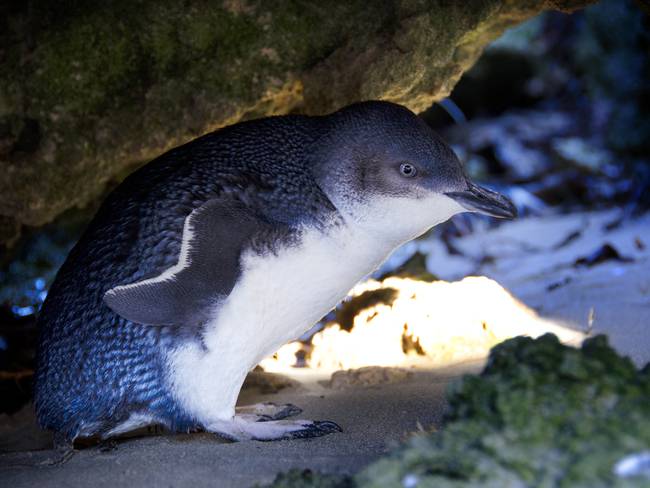 pingüinos azules, Getty Images