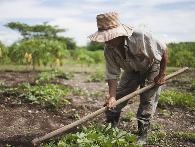Agricultores piden que con reforma tributaria no se encarezca la comida de los colombianos. Foto: Colprensa