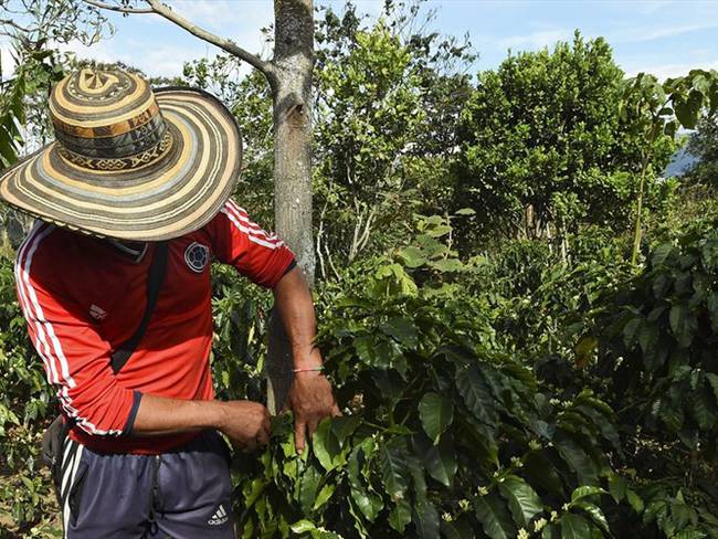 Comunidades de Cauca y ONG manifestaron su preocupación por riesgos en el proceso de sustitución de cultivos. Foto: Getty Images
