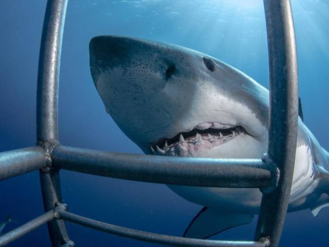 Las imágenes fueron incluidas en un programa de Discovery dedicado a los tiburones. Foto: Getty Images