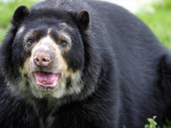 Con una votación de 7 a 2 en contra, la Corte Constitucional negó un habeas corpus con la que se buscaba trasladar al oso Chucho que se encuentra en el zoológico de Barranquilla a una reserva en Calda. Foto: Colprensa