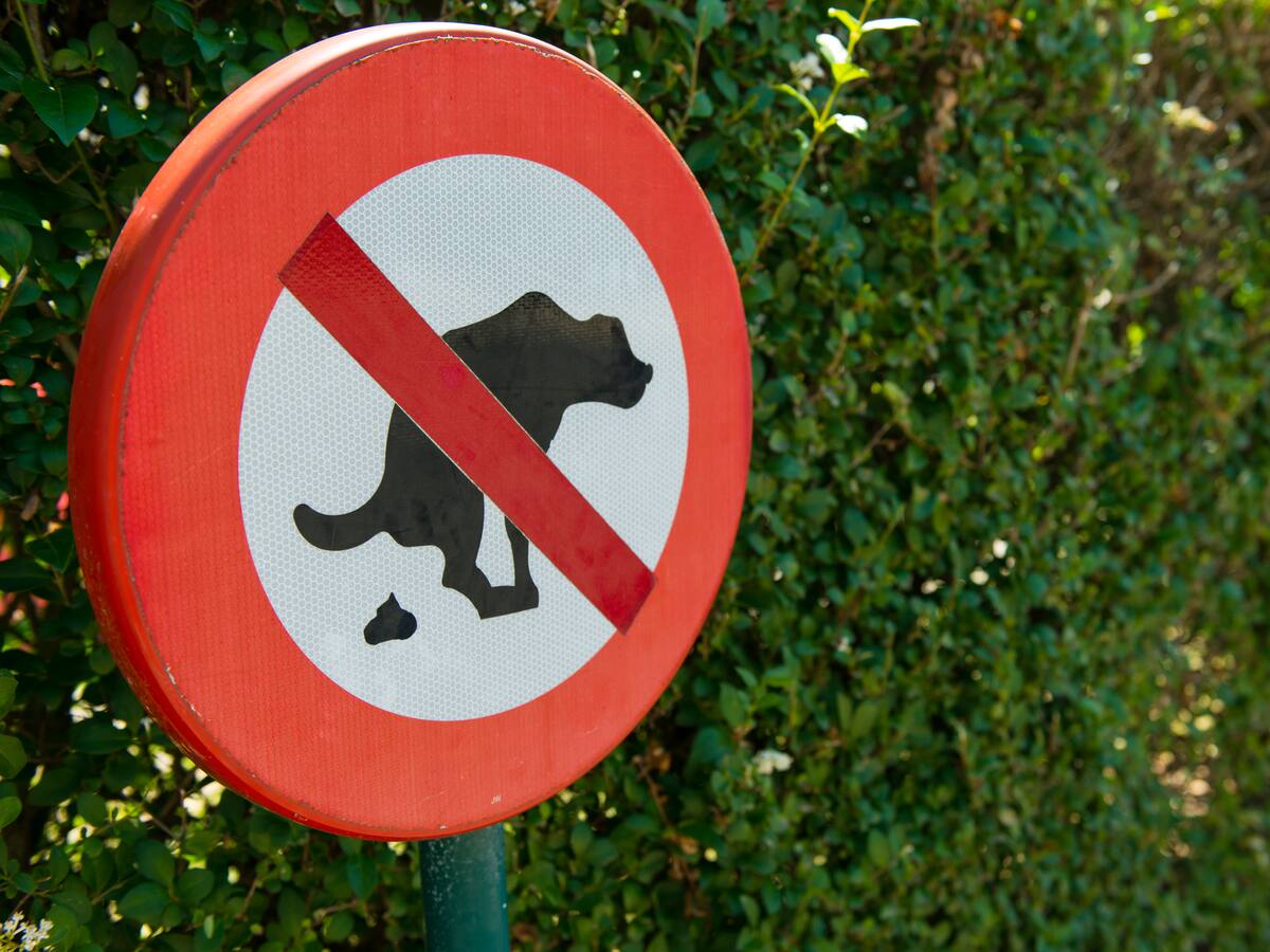 Más de $3 millones: la multa por no recoger el excremento de sus mascotas en Berferac, Francia