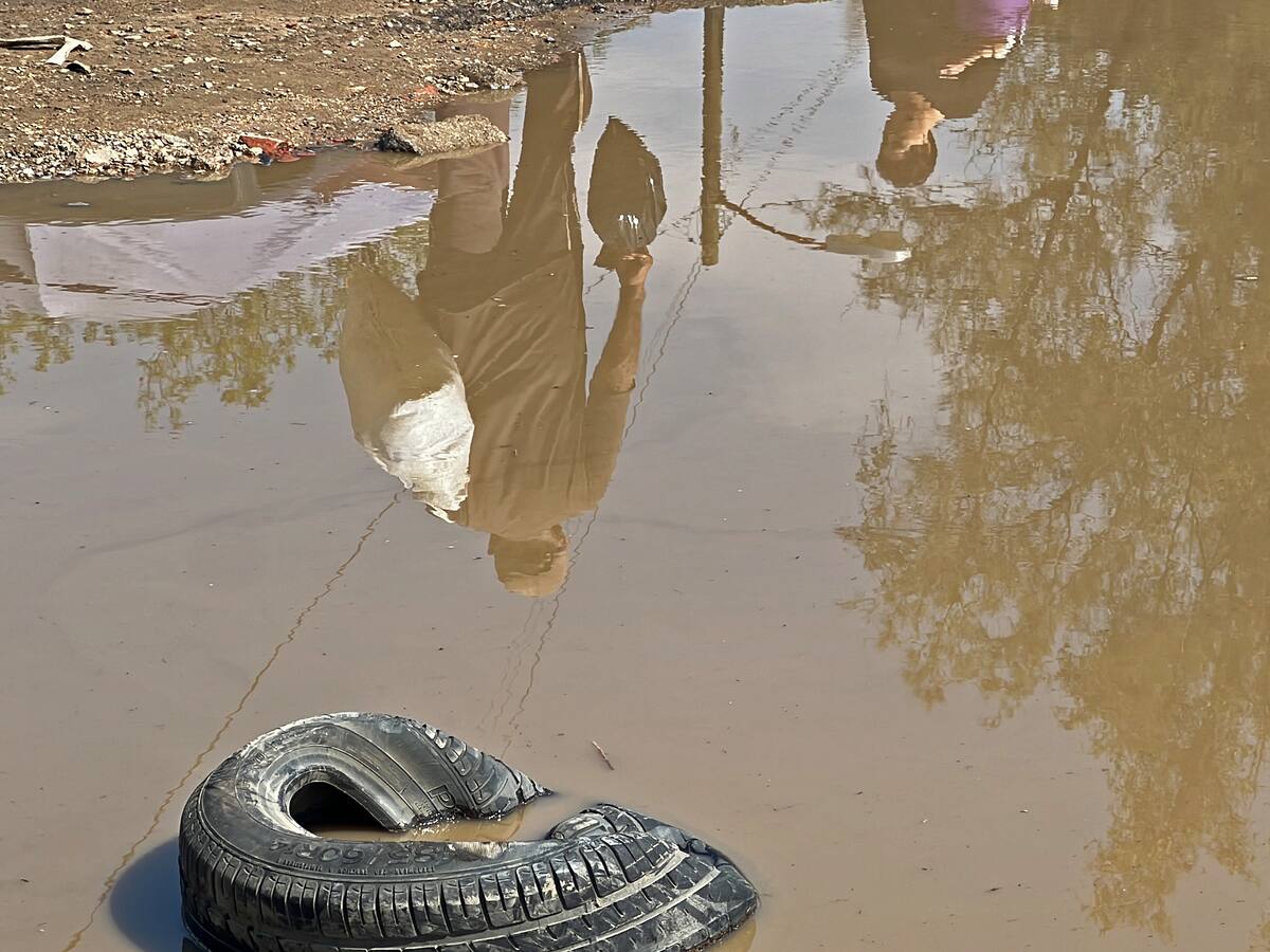 Autoridades advierten sobre presencia de otro mosquito transmisor del dengue en Córdoba