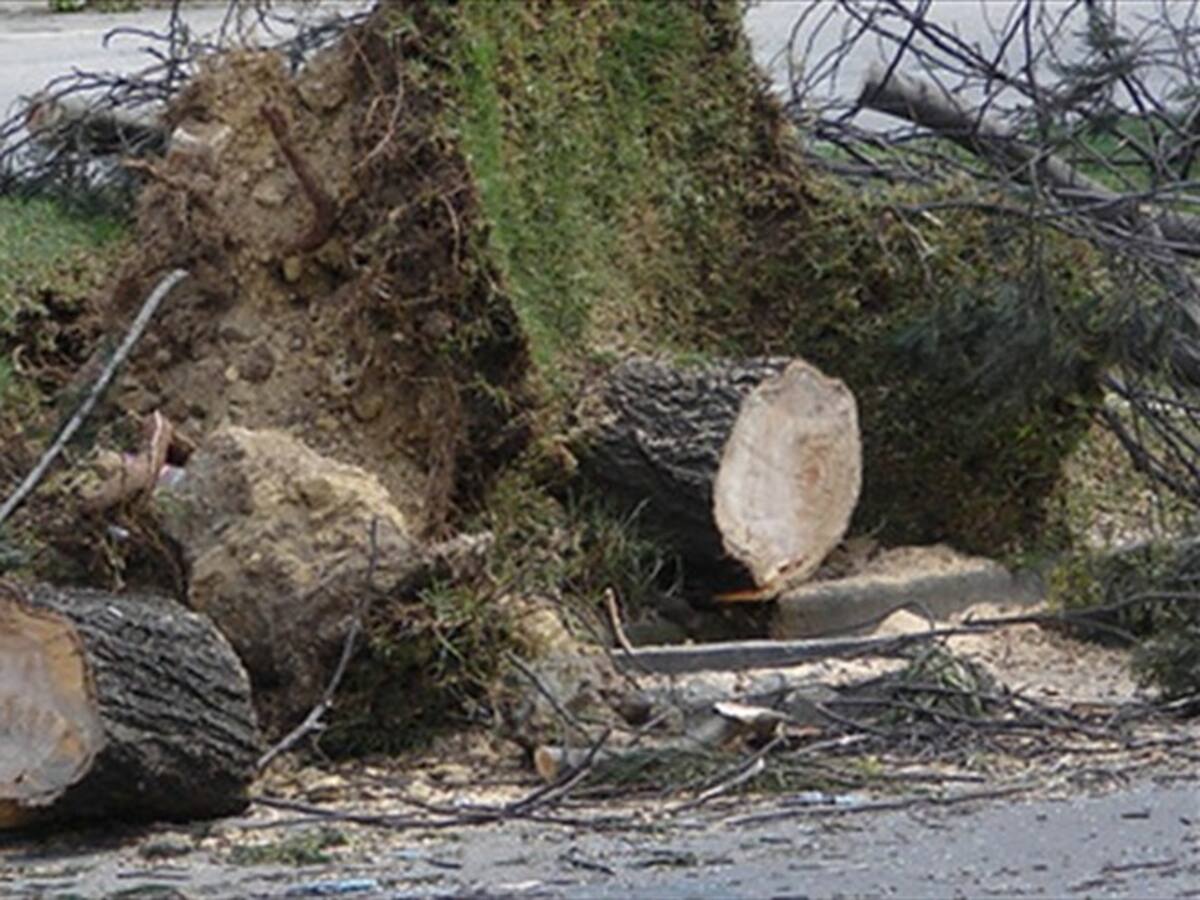 Estas eran las rutas de comercialización ilícita de madera en Cundinamarca y Boyacá