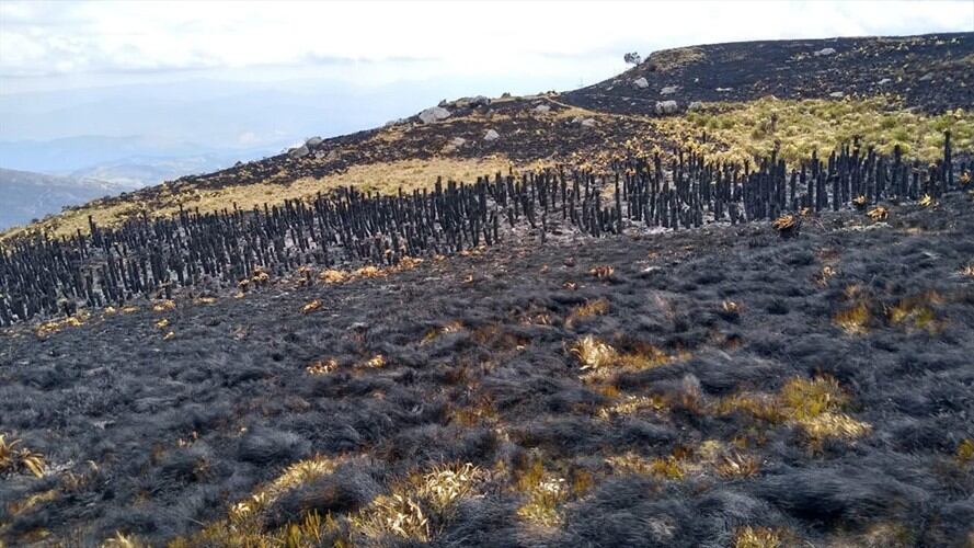 Corpoboyacá condenó ese tipo de crímenes ambientales e inició la respectiva investigación del caso.. Foto: Corpoboyacá