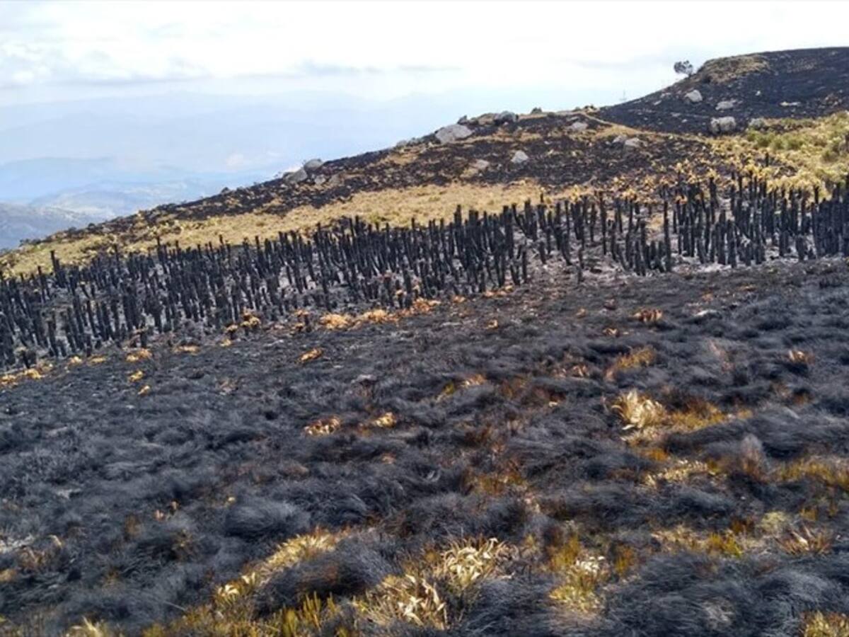 Incendios destruyeron más de 3.500 frailejones en Boyacá en lo corrido de 2020