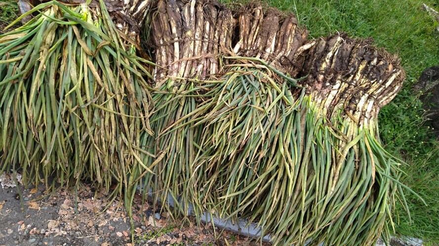 Cebolleros denunciaron que les obligaron a bajar la carga en el sector del Puente de Boyacá.. Foto: Tota sostenible