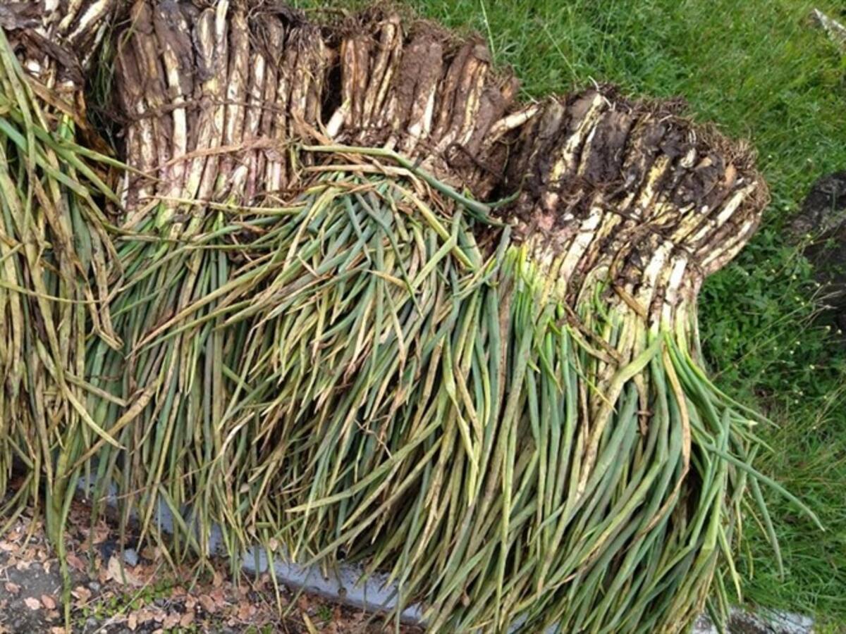 Sector cebollero registra pérdidas de $1.500 millones diarios en Boyacá