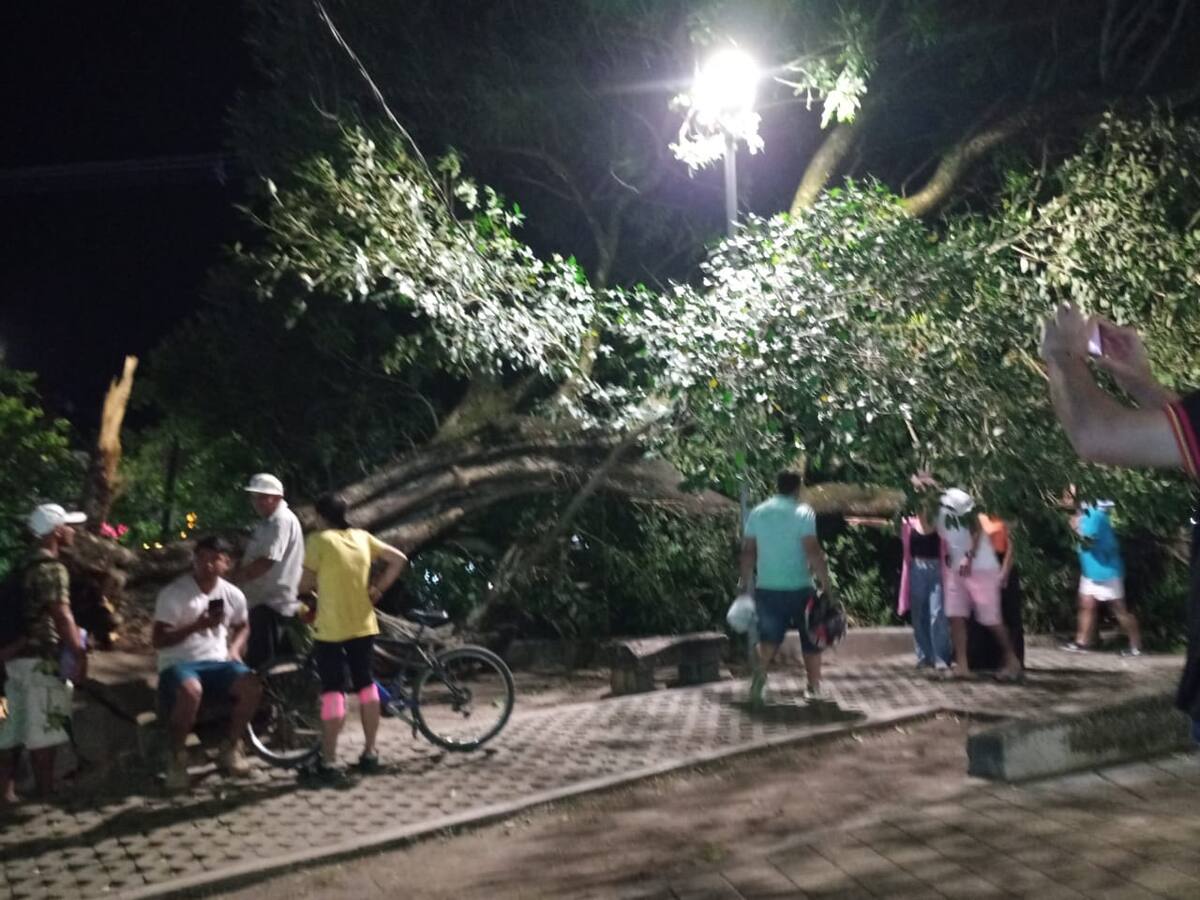 Varias personas heridas tras caída de gigantesco árbol en un parque de La Dorada, Caldas