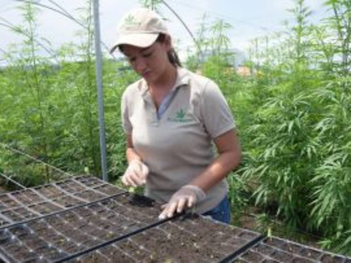 ¿Cuál es la solicitud que empresa de cannabis medicinal en Pesca pidió al Congreso?