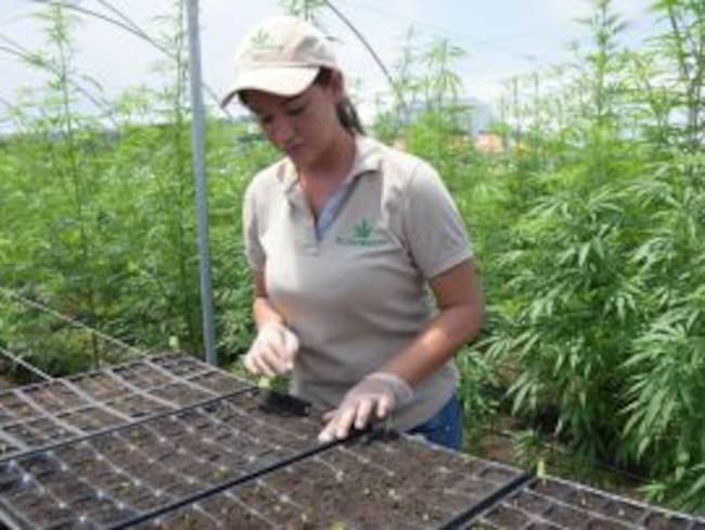 Cultivo de cannabis medicinal